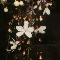 Clerodendrum smitinandii Moldenke